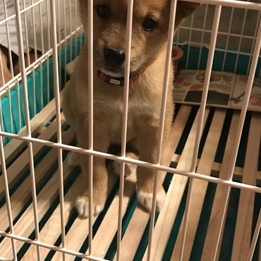 まだチビちゃんだったのでラビット用のケージを購入！