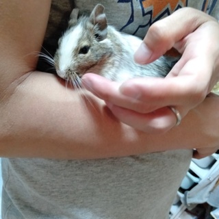 ★☆デグーの女の子☆★