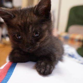 かわいい盛りの男の子(約2ヶ月齢)