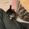 うちゅううさぎ