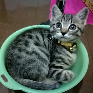 【募集停止】正統派イケメンのむった君❤