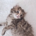 仔猫の里親募集