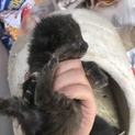 野良猫の子猫です、里親募集してます。