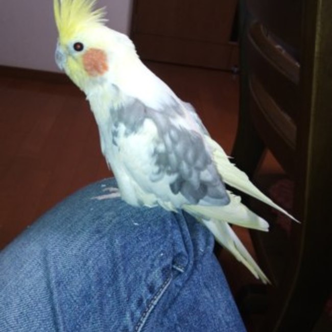 カラヌのカバー写真