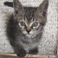 こむぎ