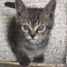 こむぎ