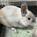 仔ウサギのおとなしい男の子です！