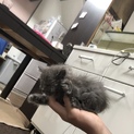 生後1ヶ月前後子猫