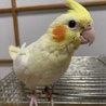ピィポポ