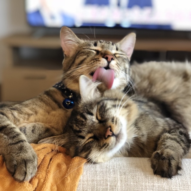 みあたまのカバー写真
