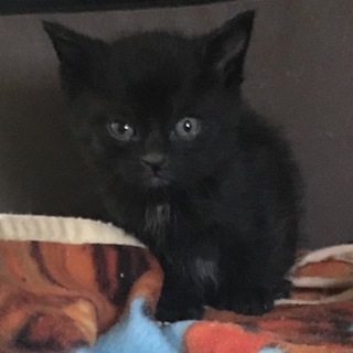 甘えんぼクロ♂1ヶ月半(里親決定♪）