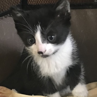 甘えん坊ハチワレ♂1ヶ月半　里親決定♪