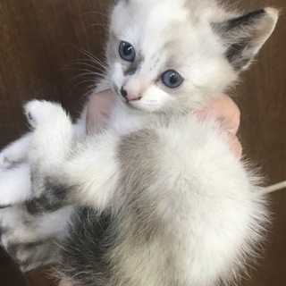 シャムっぽい灰シロ♀(5/30～トライアル中）