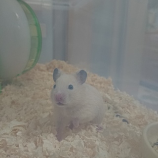 キンクマハムスター里親きまりました。
