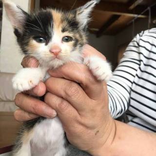 三毛子猫の里親決定しました!!