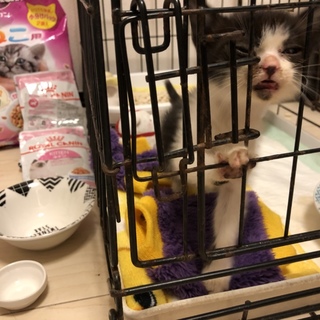 沖縄で子猫拾いました