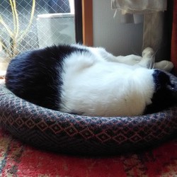 二匹、お昼寝中zzzzz