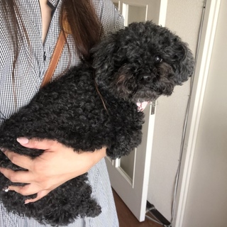 最後までママに甘えられなかった黒プーちゃん