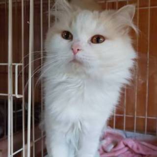 御家族で可愛がってくれる方