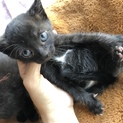 【メス】生後1ヶ月半 黒猫