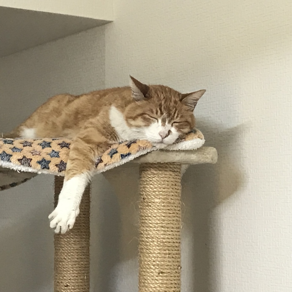 はくのカバー写真