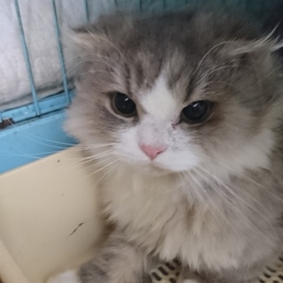 スコF★アトム②★男の子・半折耳・長毛・1歳
