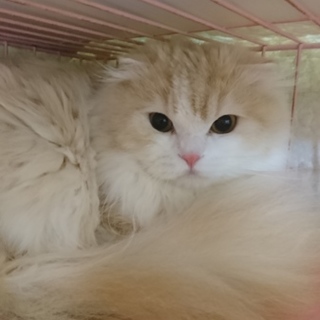 スコF★マロン②★男の子・半折耳・長毛・1歳