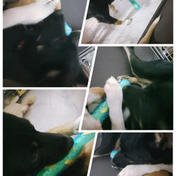 「おもちゃ」サムネイル1