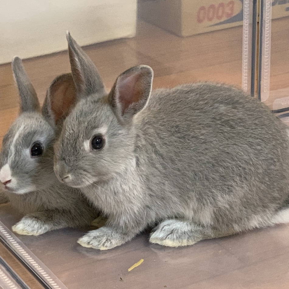 twinkleのカバー写真