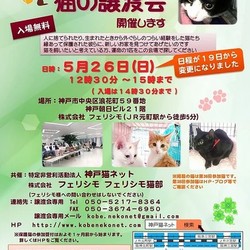 フェリシモ猫部  三宮で猫の譲渡会