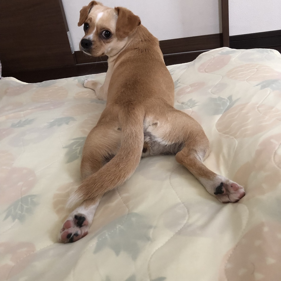 アリスのカバー写真