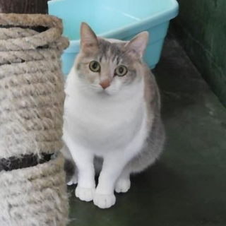 パステルカラーの乙女なおばあちゃん