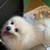 家族が決まりました！ポメラニアン男の子 サムネイル2