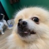 家族が決まりました！ポメラニアン男の子 サムネイル3