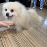 家族が決まりました！ポメラニアン男の子 サムネイル6
