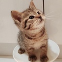 人が大好きな超甘えん坊のキジ子猫兄弟ペアで