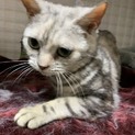 ずっとのお家を募集中