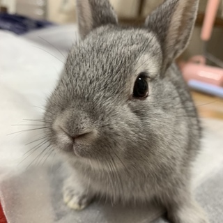 ミニウサギ（再募集）