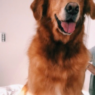 ゴールデンレトリバーの女の子。今年9歳です。