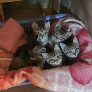 キジトラ5匹（♂2匹、♀3匹）