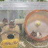 ゴールデンハムスター赤ちゃん里親募集！ サムネイル1