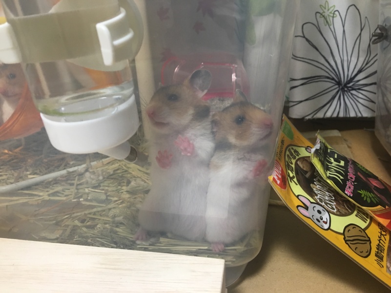 ゴールデンハムスター赤ちゃん里親募集！ サムネイル2