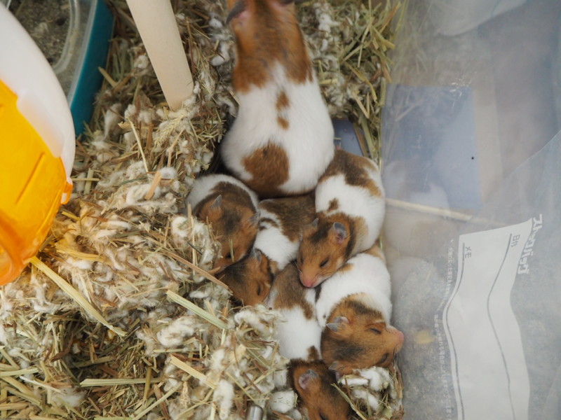 ゴールデンハムスター赤ちゃん里親募集！ サムネイル3