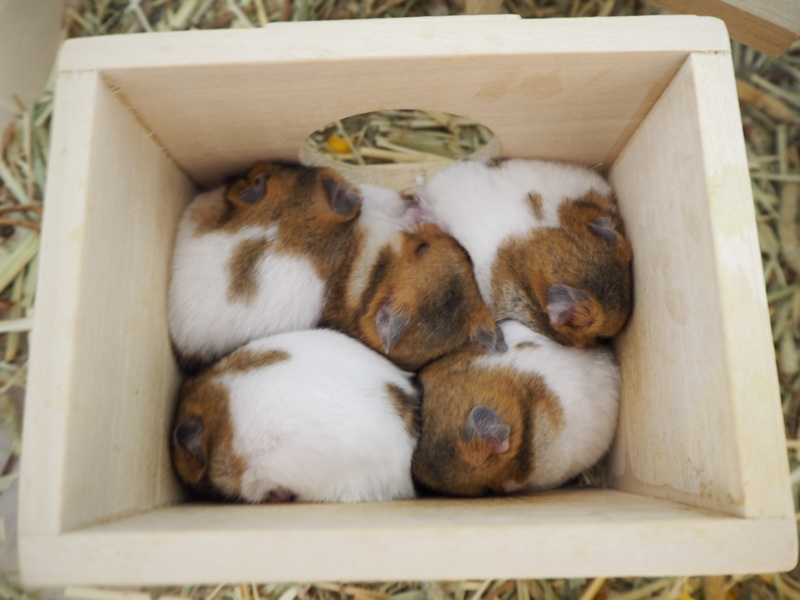 ゴールデンハムスター赤ちゃん里親募集！ サムネイル4