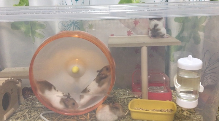 ゴールデンハムスター赤ちゃん里親募集！ サムネイル6