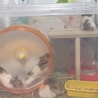 ゴールデンハムスター赤ちゃん里親募集！ サムネイル6