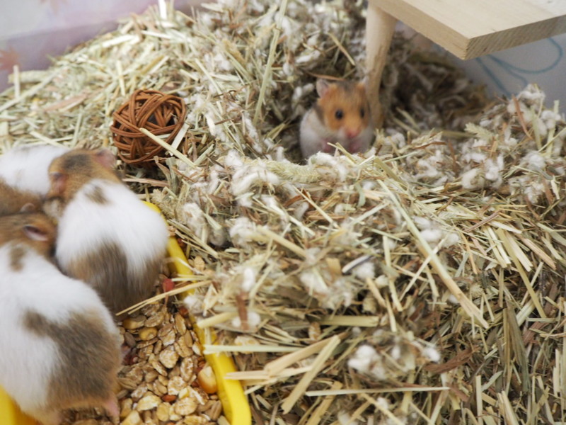 ゴールデンハムスター赤ちゃん里親募集！ サムネイル7
