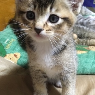 サビ猫ちゃん風×白ソックス♂　生後１ヶ月