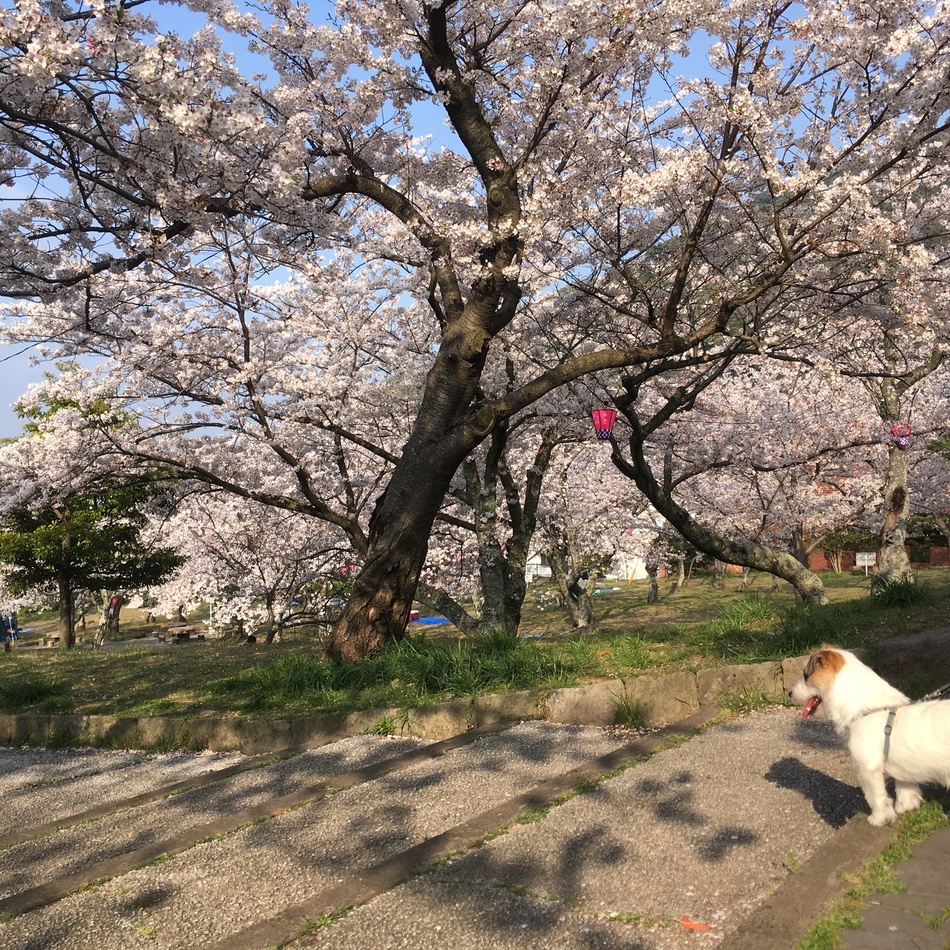 京のカバー写真