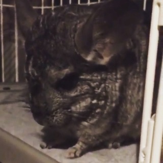 チンチラ 里親募集